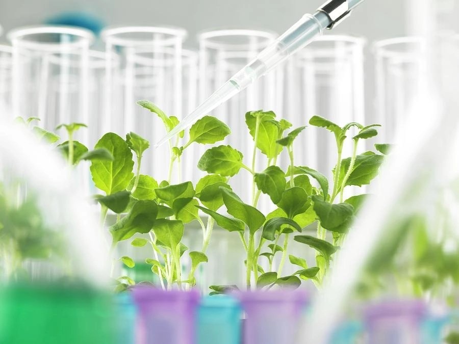 Plant Science & Biotechnology: